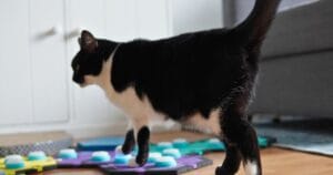 Noor gebruikt praatknoppen voor katten op het FluentPet knoppenveld om duidelijk te maken wat hij wil.