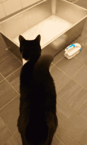 kat Noor bij RVS kattenbak tijdens schoonmaken