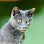 Luna, de kat van Vivian, tijdens het trainen in de Train-je-Kat Challenge