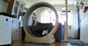 Noor, een binnenkat, gebruikt het Vevor kattenloopwiel in huis om zelfstandig te bewegen en energie kwijt te raken