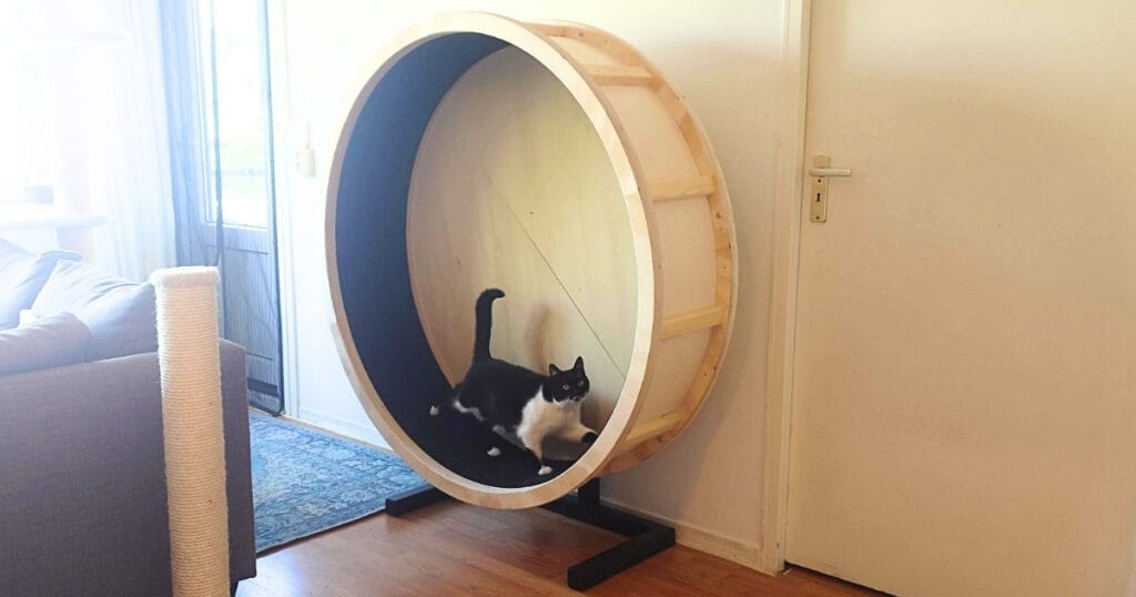 Kat op Seven's Catwheel van Catpalace – inspiratie voor kattenloopwiel kopen