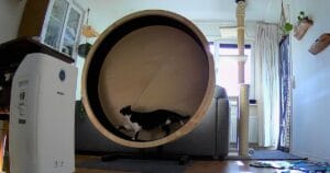 Seven's Catwheel van Catpalace in een woonkamer