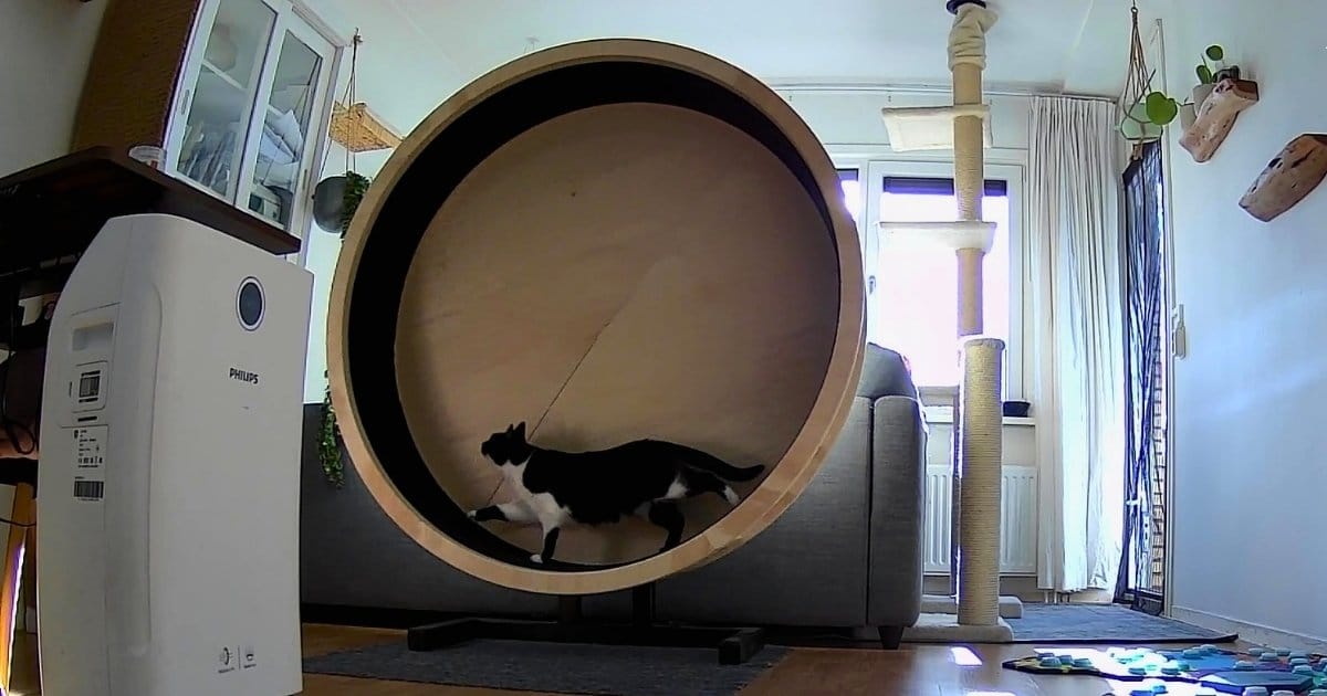 Seven's Catwheel van Catpalace in een woonkamer