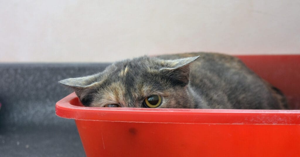 Angstige kat verscholen in schuilplek thuis — angst bij katten herkennen en verminderen