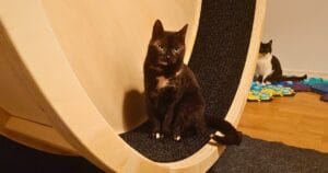 Kat die voorzichtig een kattenloopwiel betreedt in een woonkamer
