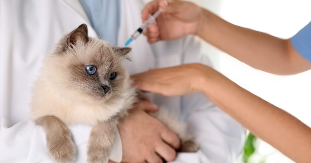 Kat die rustig blijft zitten tijdens een injectie thuis — zonder vastgehouden te worden