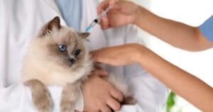 Kat die rustig blijft zitten tijdens een injectie thuis — zonder vastgehouden te worden