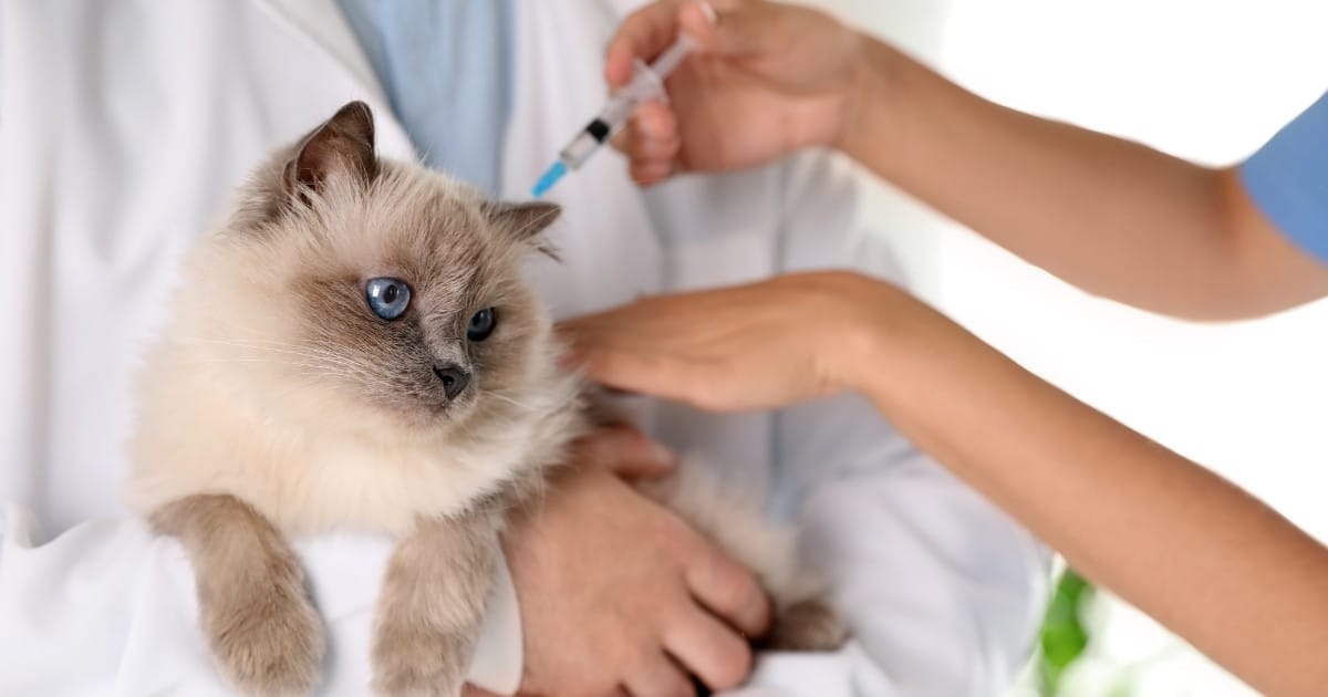Kat die rustig blijft zitten tijdens een injectie thuis — zonder vastgehouden te worden