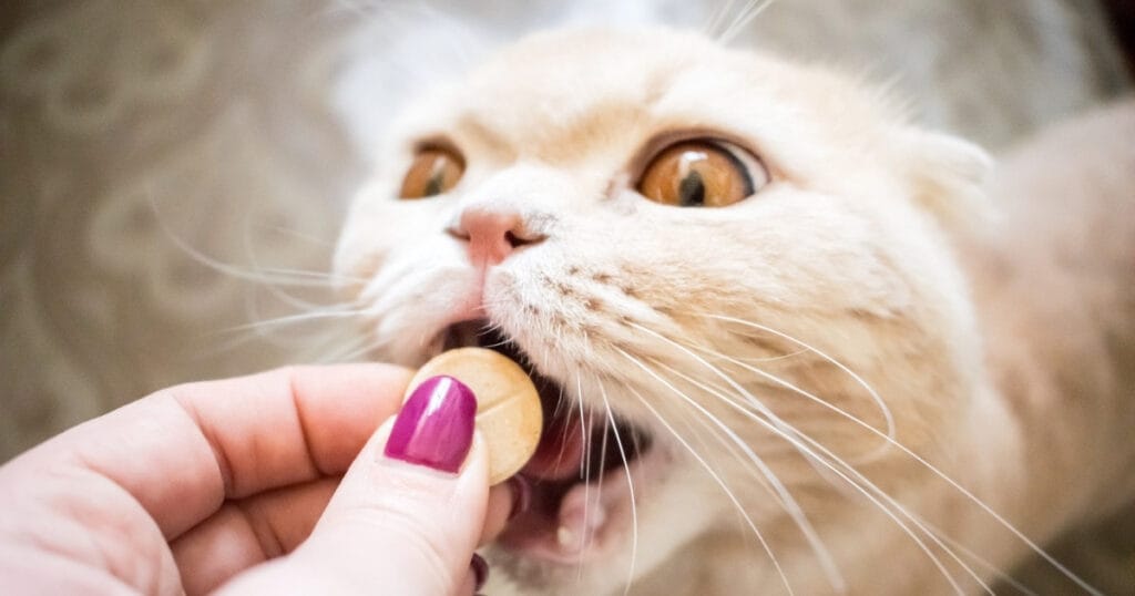 Kat die een pil aanneemt uit een hand — pil geven aan kat zonder dwang