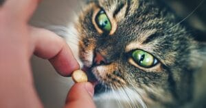 Kat pil geven — close-up van kat die zijn bek naar een pil beweegt
