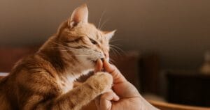 Een kat die een voerbeloning aanneemt uit de hand van zijn eigenaar tijdens een trainingssessie thuis