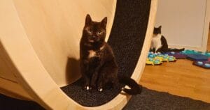 Kat zit uit eigen nieuwsgierigheid op een kattenloopwiel op de eerste dag