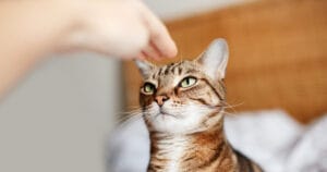 Kat die een naderende hand observeert — illustratie bij kattengedrag begrijpen