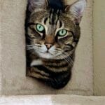 Shaka, de kater van Marjolein, die Train-je-Kat Challenge & cursus Start Cooperative Care met je kat volgde bij De Kattentrainer