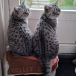 Ziva en Zoya, de katten van Miranda, die leerden een vlooientablet vrijwillig in te nemen via De Kattentrainer